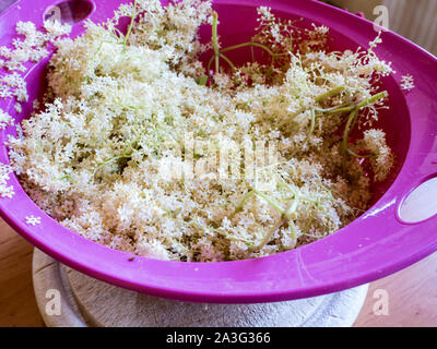 Elderflowers im Sieb Stockfoto