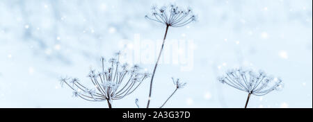 Frozen Flower blau Ton, sehr flachen Fokus Stockfoto