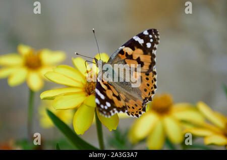 Ein Distelfalter Schmetterling Nektar schlürfen von einer Blume Stockfoto