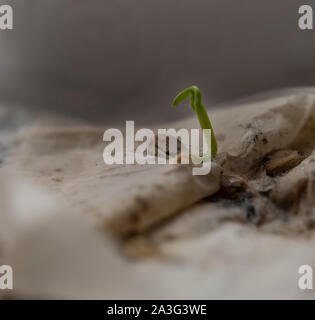 Zitrone Samens auf ein Papiertuch Stockfoto