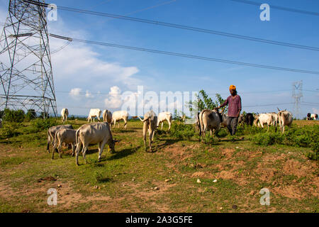 SIJHORA, Madhya Pradesh, Indien, SEPTEMBER 18, 2019. Hirten weiden, Indische,. Kühe, im Feld mit blauem Himmel. Stockfoto