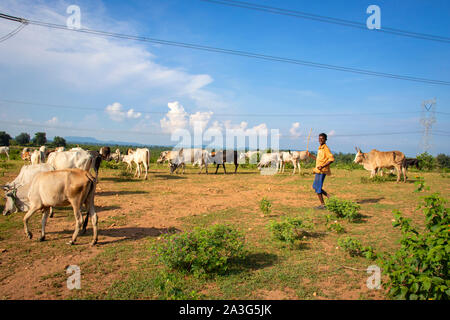 SIJHORA, Madhya Pradesh, Indien, 18. SEPTEMBER 2019. Die Hirten weiden, Indische, Kühe, im Feld ist lachend mit einem Stock in der Hand. Stockfoto