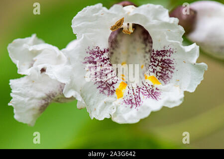 Die Blume eines indischen bean Tree (Catalpa bignonioides) Stockfoto