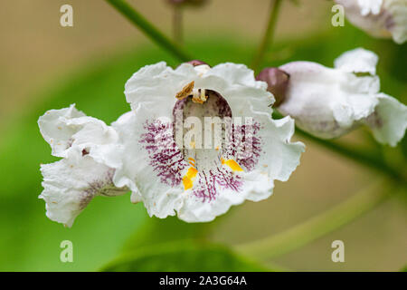 Die Blume eines indischen bean Tree (Catalpa bignonioides) Stockfoto