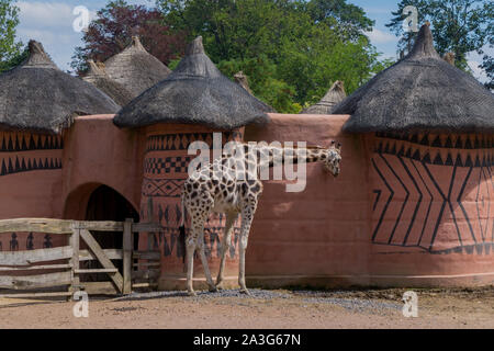 Giraffe vor einem African house Stockfoto