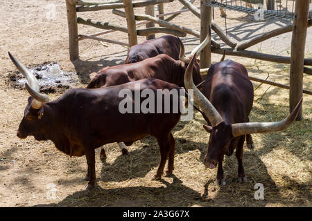 Kleine Gruppe von afrikanischen Kühe Stockfoto