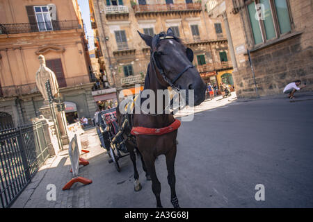 Wagen und Pferde in Palermo 3 Stockfoto