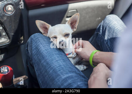 Chihuahua im Auto Stockfoto