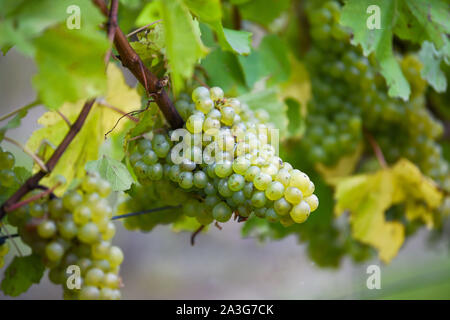 Ditchling UK, 08. Oktober 2019 - Grape picking hat am Ridgeview Weingut in Ditchling, nördlich der South Downs in Sussex begonnen. Ridgeview produziert einige preisgekrönte Sekt Englisch Wein und hat die Nummer 36 in die Top 50 der Weinberge der Welt gewählt worden. Foto: Simon Dack/Alamy leben Nachrichten Stockfoto