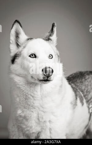 Siberian Husky suchen judgmental Stockfoto