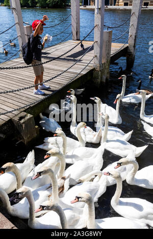 England, Berkshire, Windsor, Themse, Kind Schwäne Stockfoto