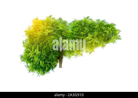 Realistische Leber Bilder sind menschliche Grüner Baum Formen über Krankheiten und Zirrhose (Umwelt). Stockfoto