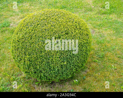 Box Tree Ball auf einer Wiese Stockfoto