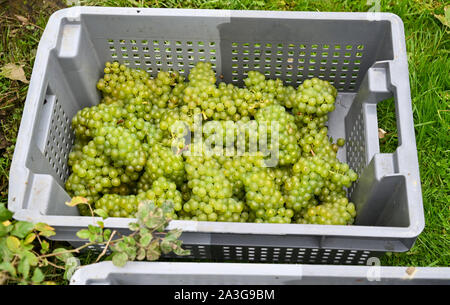 Ditchling UK, 08. Oktober 2019 - Grape picking hat am Ridgeview Weingut in Ditchling, nördlich der South Downs in Sussex begonnen. Ridgeview produziert einige preisgekrönte Sekt Englisch Wein und hat die Nummer 36 in die Top 50 der Weinberge der Welt gewählt worden. Foto: Simon Dack/Alamy leben Nachrichten Stockfoto