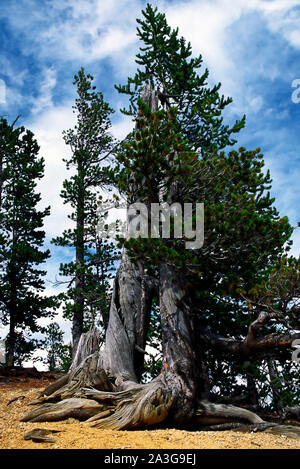 Große verwitterte knorrige Baumstämme, immergrüne Bäume, Kontrast, lebenden, toten, Natur, Yellowstone National Park, Wyoming; WY; Sommer; Vertikal Stockfoto