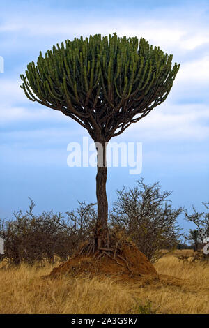 Kandelaber Euphorbia Baum; enthält ein weißes giftige Latex; giftige Stängel und Zweige ähneln, Kakteen, einzigartige Form, Natur, Tarangire National Park; Tan Stockfoto