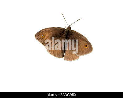 Pyrausta aurata auf weißem Hintergrund Stockfoto