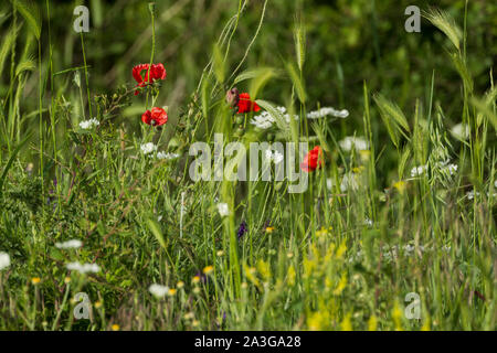 Wildflower Mix aus Blumen am Rand eines kultivierten Feld einschließlich Roter Mohn Stockfoto