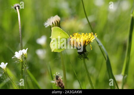 Zitronenfalter auf einem Löwenzahn Blume Stockfoto