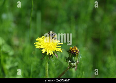 Buff tailed Hummel auf einer Löwenzahn Blume Stockfoto