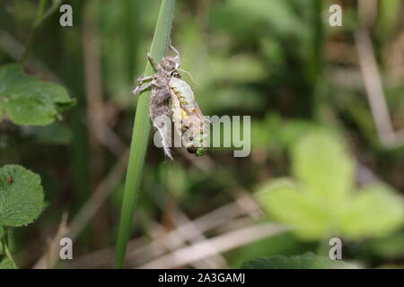 Vier spotted Chaser dragonfly Emerging Stockfoto