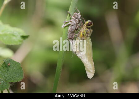 Vier spotted Chaser dragonfly Emerging Stockfoto