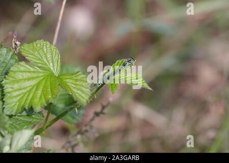Knappe blue tailed damselfly Stockfoto