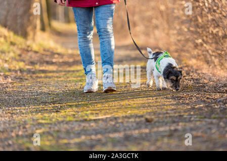 Die Frau ist zu Fuß mit einem kleinen Gehorsam Jack Russell Terrier Hund in den Wald Stockfoto