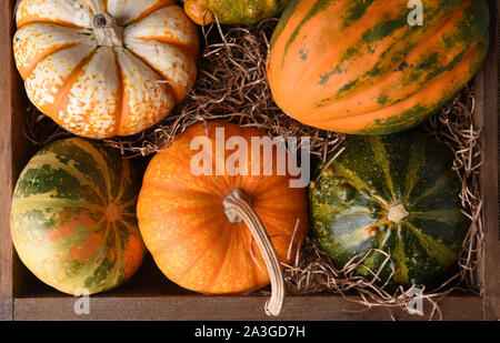 Hohen Winkel closeup geschossen von einer Gruppe von Herbst Kürbisse, Zucchini und Kürbisse in einer Holzbox. Stockfoto