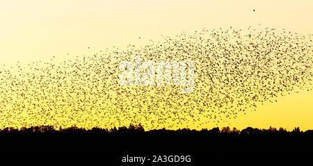 Große Herde von Dohlen in Silhouette fliegen in den Abendhimmel Stockfoto