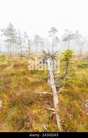 Gefallenen Baum auf einer verlassenen Moor im Nebel Stockfoto