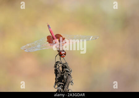 Eine Red-Mantled Satteltasche, onusta Tramea, eine schnelle Libelle oder damselfly Holding auf Fliegen zu einer toten Blume Stiel. Stockfoto