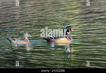 Ein Mann und eine Frau paar Holz Enten, Aix sponsa, in einem Teich mit Reflexion. Stockfoto
