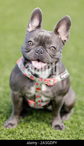 Blaue Französische Bulldogge Welpen Weibchen Sitzen und Posieren Stockfoto