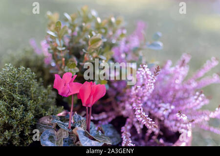 Erica, Buchsbaum und Alpenveilchen Pflanzen, winter Blüten in Rosa und Lila. Symbol des Kalten Winter Zeit und Urlaub. Pastellfarben getönten Foto. Stockfoto