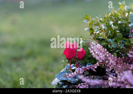 Erica, Buchsbaum und Alpenveilchen Pflanzen, winter Blüten in Rosa und Lila. Symbol des Kalten Winter Zeit und Urlaub. Pastellfarben getönten Foto. Stockfoto