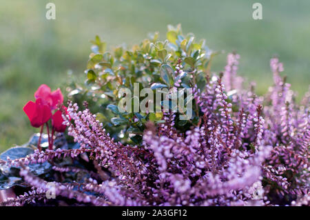 Erica, Buchsbaum und Alpenveilchen Pflanzen, winter Blüten in Rosa und Lila. Symbol des Kalten Winter Zeit und Urlaub. Pastellfarben getönten Foto. Stockfoto