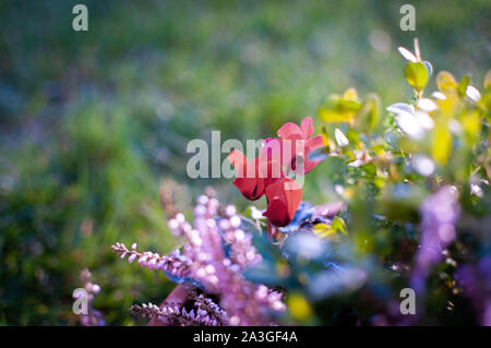 Erica, Buchsbaum und Alpenveilchen Pflanzen, winter Blüten in Rosa und Lila. Symbol des Kalten Winter Zeit und Urlaub. Pastellfarben getönten Foto. Stockfoto