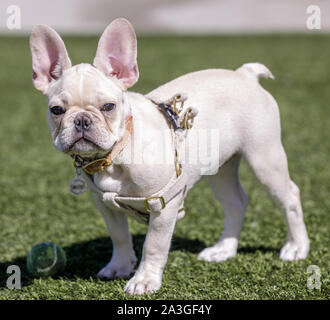 Weiße Welpen weiblich Frenchie stehen und von der Kamera Stockfoto