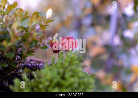 Erica, Buchsbaum und Alpenveilchen Pflanzen, winter Blüten in Rosa und Lila. Symbol des Kalten Winter Zeit und Urlaub. Pastellfarben getönten Foto. Stockfoto