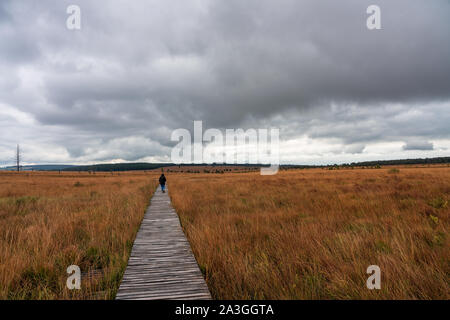 Kinderwagen im Naturschutzgebiet Hohes Venn, Belgien. Stockfoto