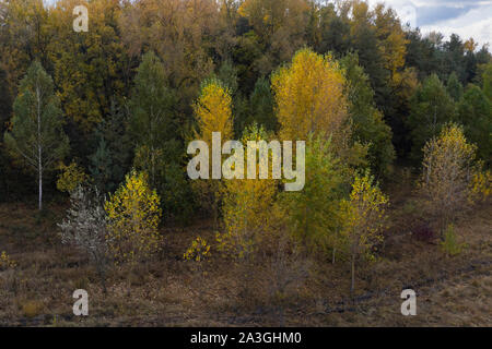 Luftaufnahme von gelben, grünen Baumkronen im Herbst Stockfoto