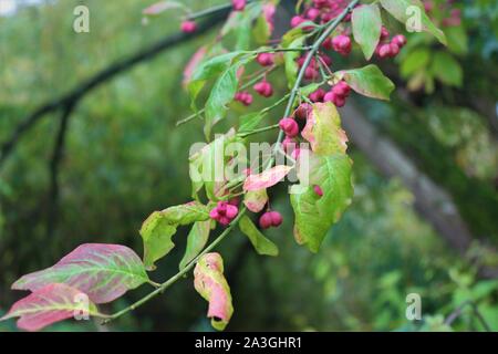 Dies ist ein Foto von Euonymus europaeus, oder rot Kaskade. Es ist eine Pflanze, die ursprünglich aus dem Vereinigten Königreich und an der Themse gefunden. Turing rot für Herbst Stockfoto