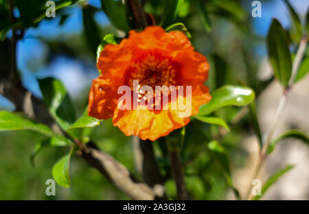 Helles orange Granatapfel Blume in grüne Blätter, close-up Stockfoto