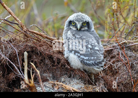 Northern hawk owl Küken Stockfoto