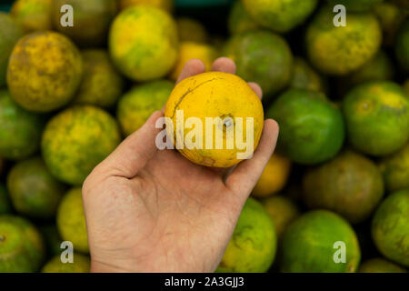 Mans Hand eine grüne Frische ganze reife Green Tangerine mit viel Grün tangerinen als Hintergrund. Essen Konzept. Tropischen und Exotischen Früchten Stockfoto