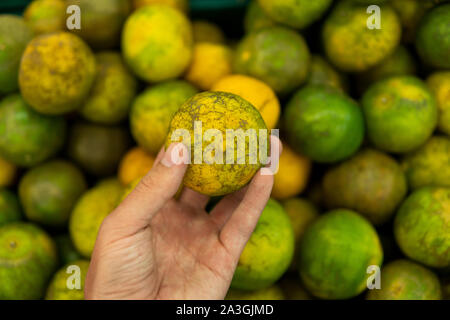 Mans Hand eine grüne Frische ganze reife Green Tangerine mit viel Grün tangerinen als Hintergrund. Essen Konzept. Tropischen und Exotischen Früchten Stockfoto