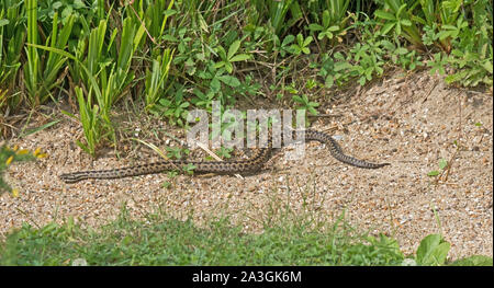 Addierer Schlange Viper Vipera Berus Captive Stockfoto