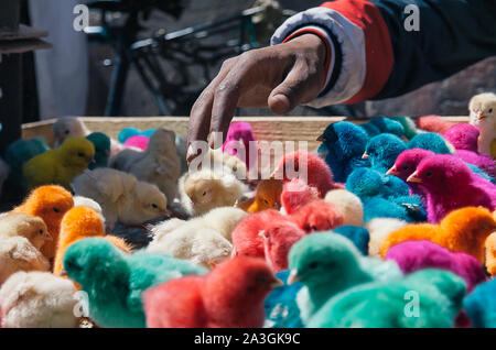 Farbhühner in Marrakesch Souk Markt, Marokko, Afrika Stockfoto