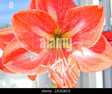 Nahaufnahme des roten Amaryllis-Stammes (Amaryllidaceae) Stockfoto